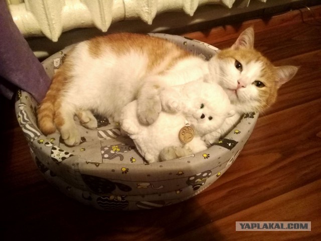 Котенок проснулся