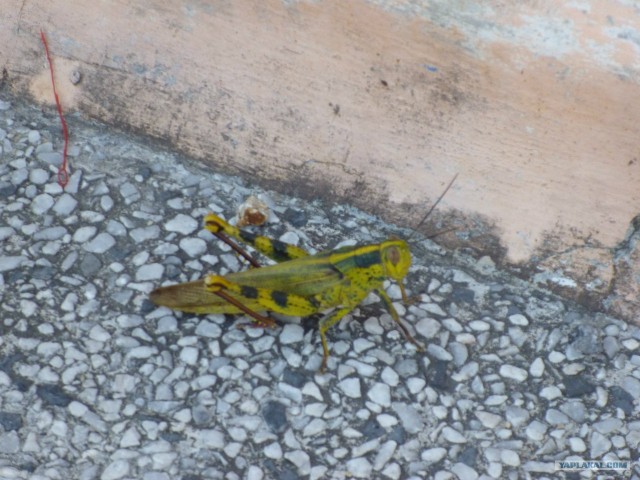 Немного Тая