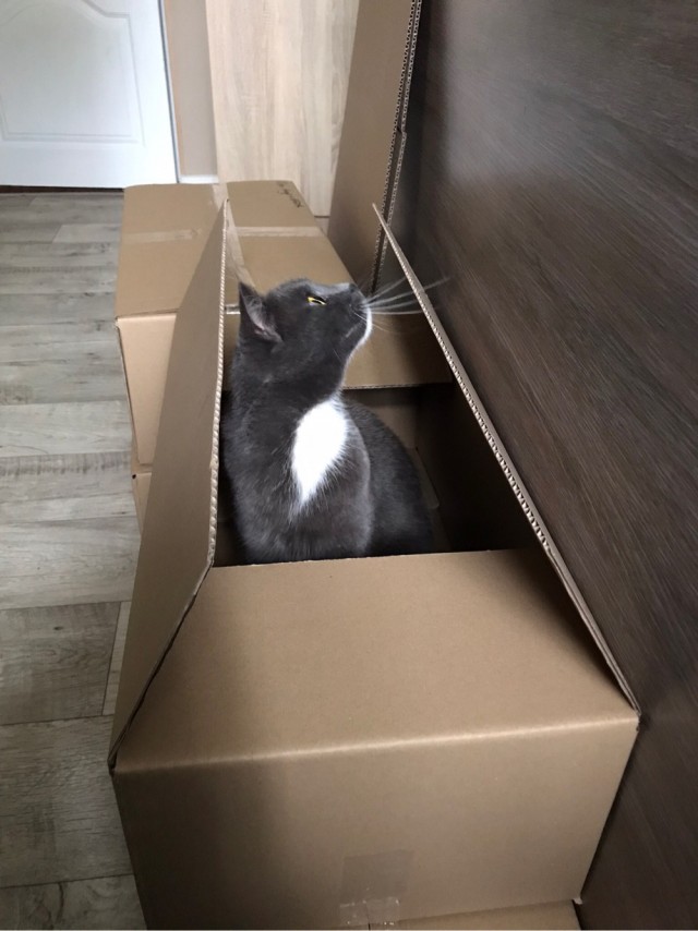 Котовторник 17.01.23