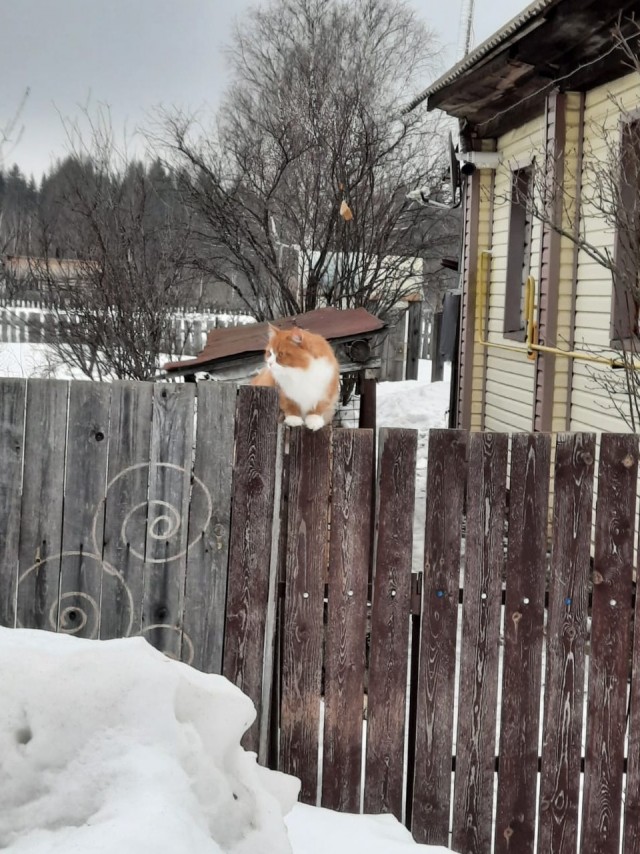 Котовторник