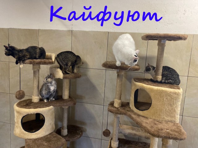 Жизнь домашнего приюта "Котоленд" 388