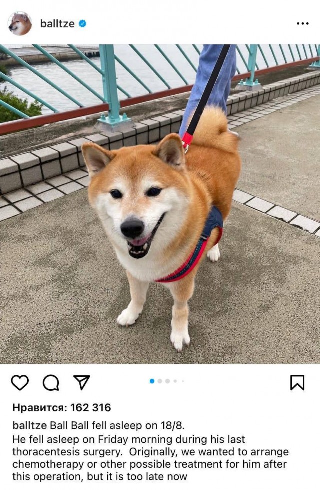 Умер пёс-герой Doge мема