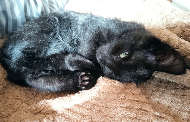 Котовторник