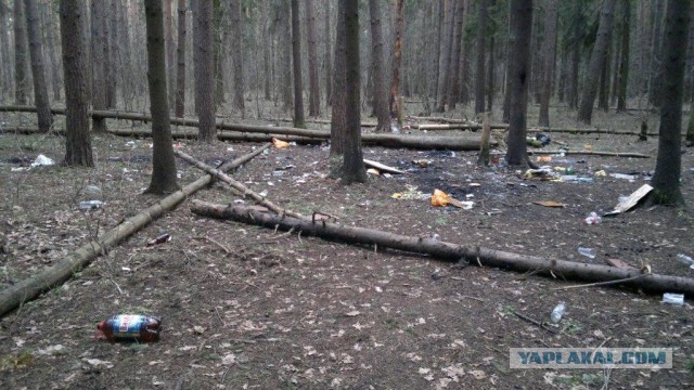 Сходил в лес