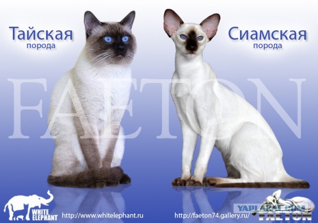Про кота