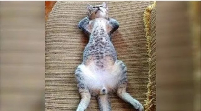 Жизнь домашнего приюта "Котоленд" 426