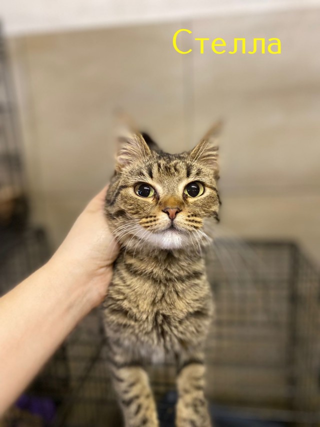 Жизнь домашнего приюта "Котоленд" 430