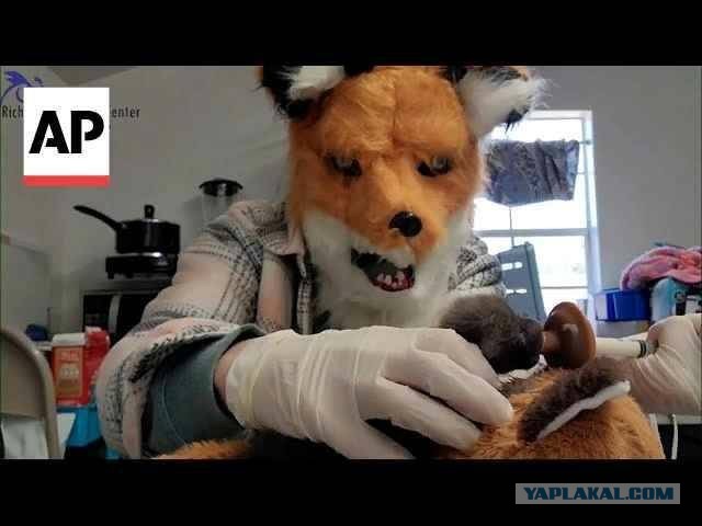 В США ветеринар притворилась лисой для кормления осиротевшего детеныша