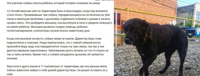 Собаки из истории в картинках