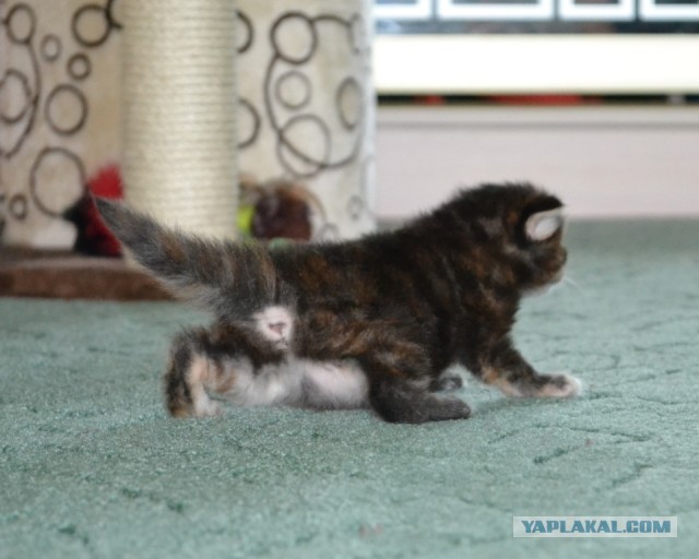 Котовторник 21.05.2013