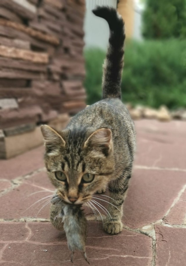 Котовторник же!