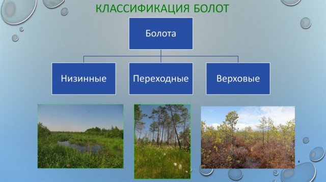 Верховые болота