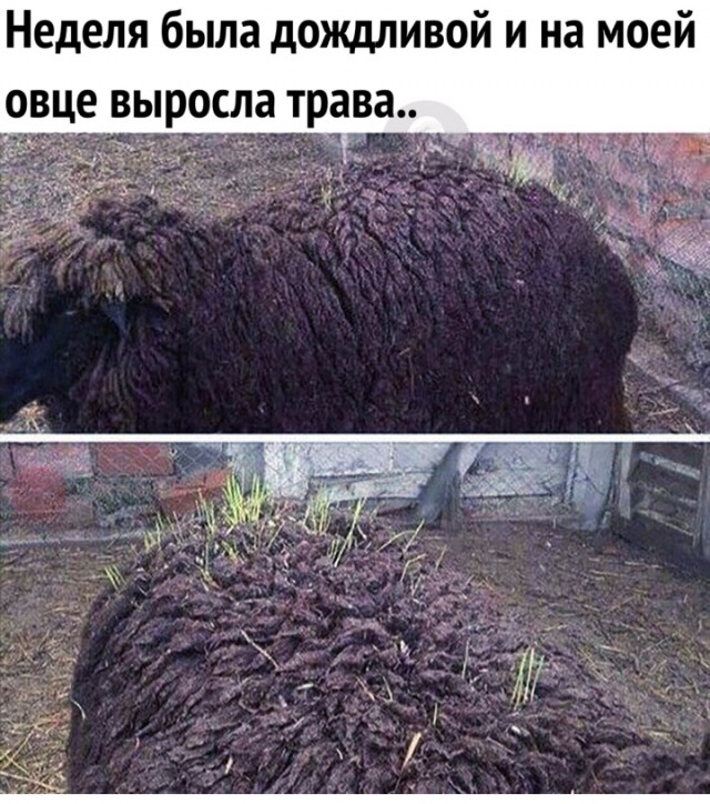 Народная меДИЧина 2001