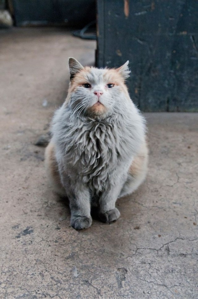 «Грязные» котики