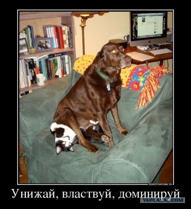 "Вы даже не представляете, насколько мне пофиг"
