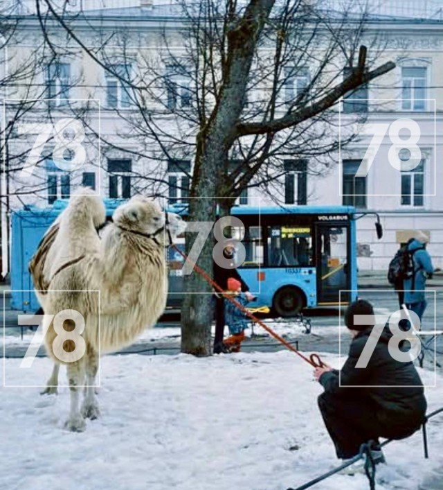 Верблюд перевернул коляску с младенцем на Масленицу в Пушкине