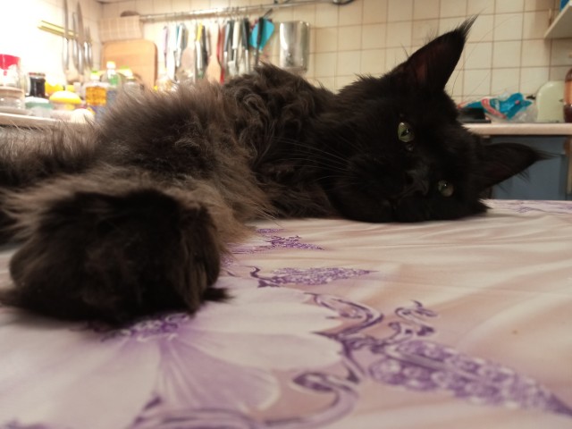 К котовторнику