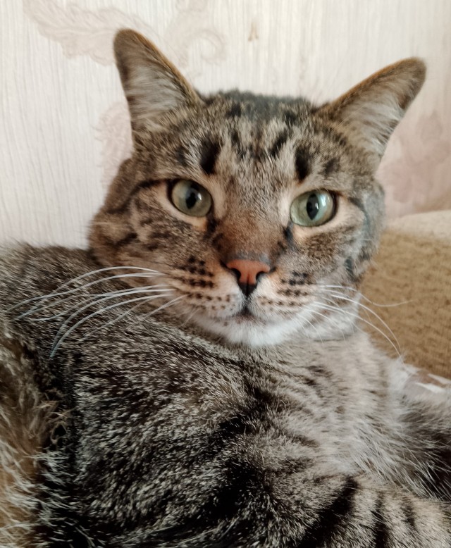 Тёплое, лаповое к котовторнику.