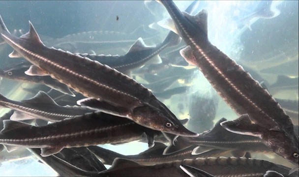 В Китае снесли 300 дамб на реке Чишуйхэ