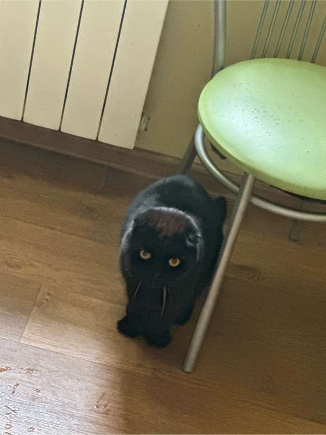Помогите назвать кота.