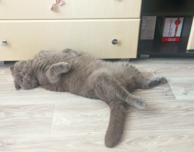 Городской кот в деревне
