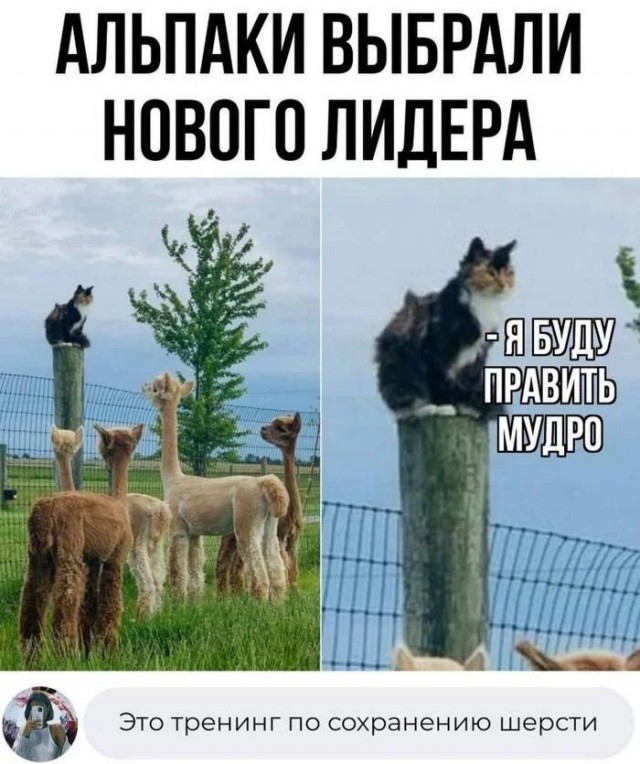 Субботние картинки