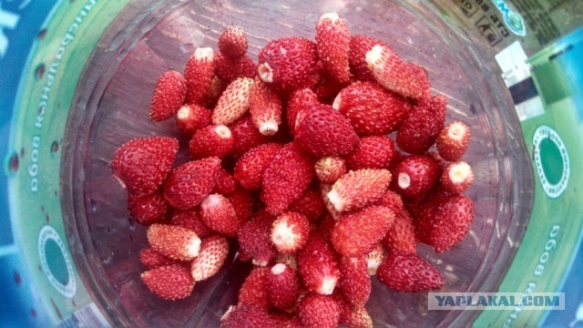 Просто "вкусная" пятница