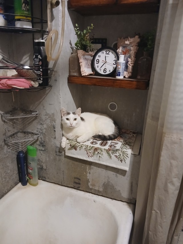 А котовторник уже пришёл?