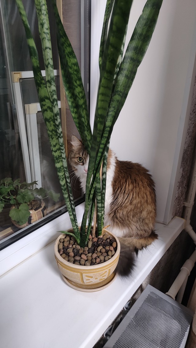 Котовторник. Прибавление.