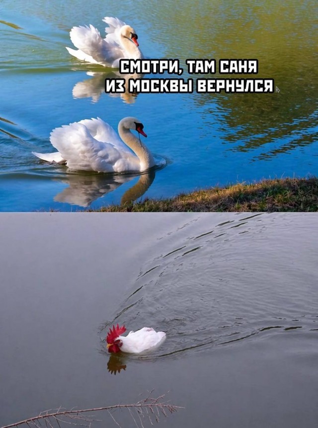 Картинки для деградации 185 (разной степени свежести)