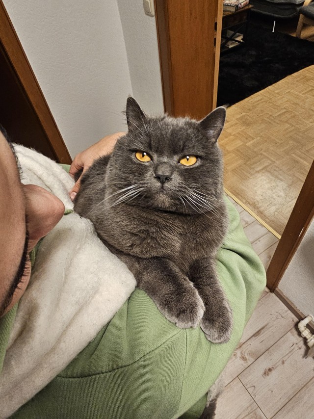 Приключения юного кота