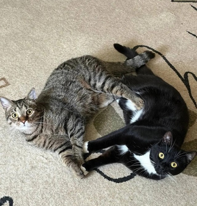 Когда дома два кота