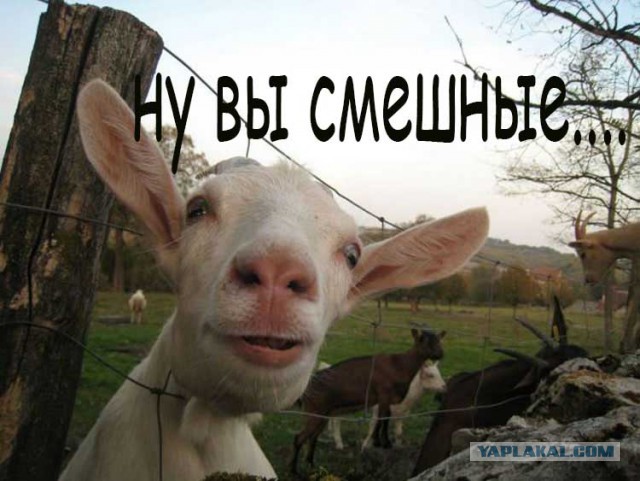 Как собаки встречают и провожают хозяев