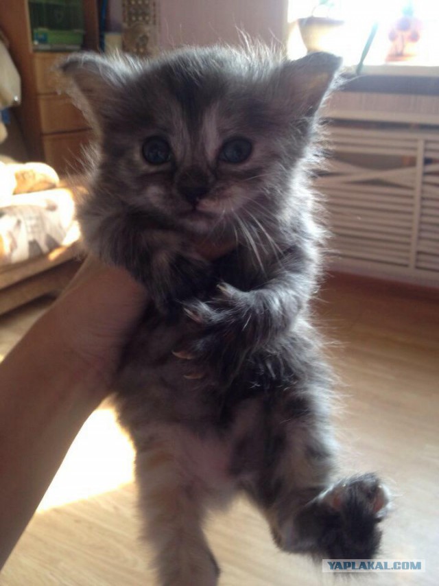 Котовторник  08.04.2014