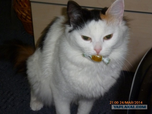 Котовторник 27.5.2014
