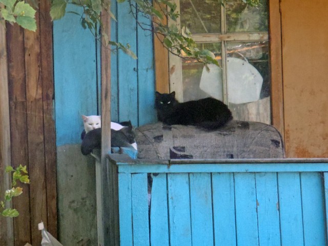 Котовторник 15.07.2014.