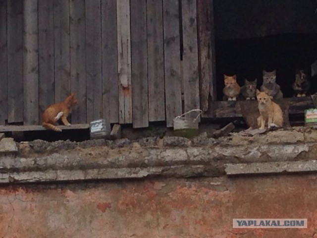 Котовторник 26.08.14.