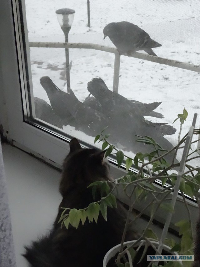 Котовторник 21.10.2014