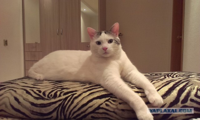 Котовторник 25.11.2014