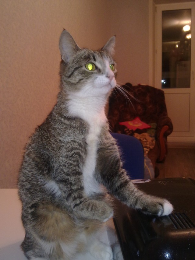 Необычный котенок, или огромная жажда жизни