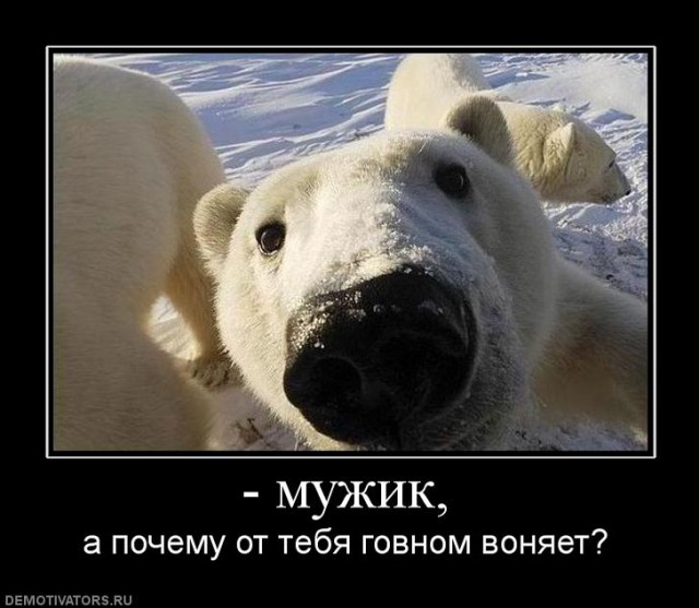 5 животных, чья опасность