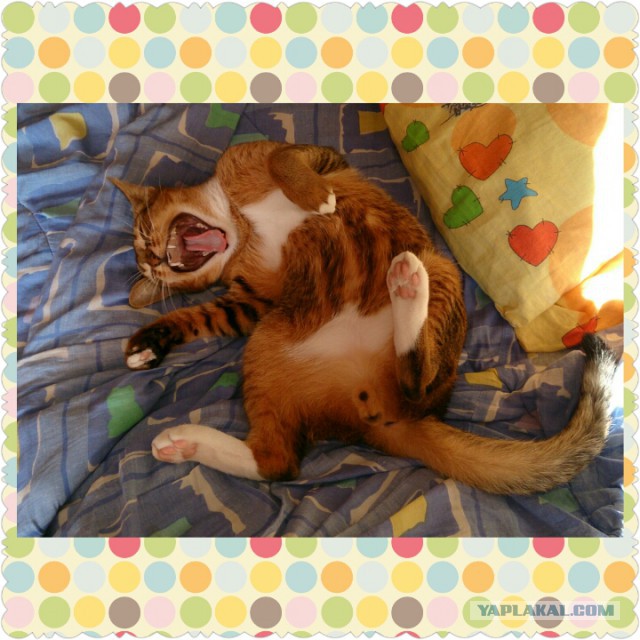 Как я побрил кота