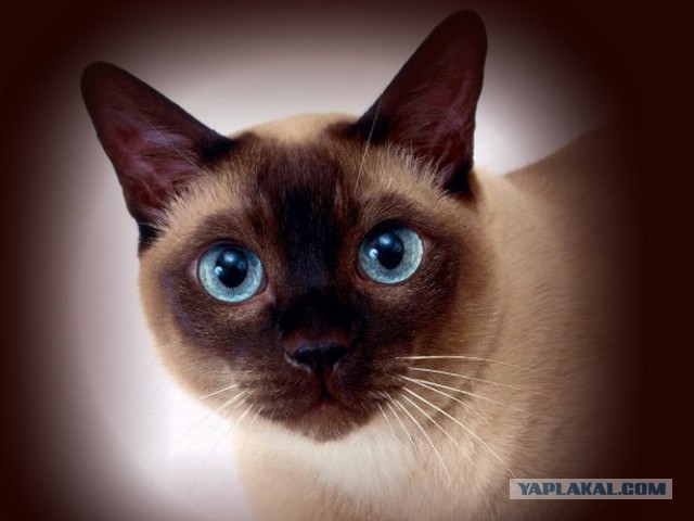 Котовторник 16.06.2015., Котовторник наступил!