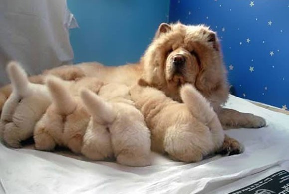 Собачки и их маленькие копии