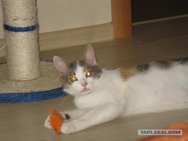 Котовторник
