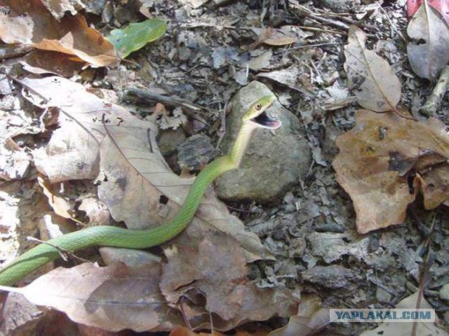 Подборка веселых картинок