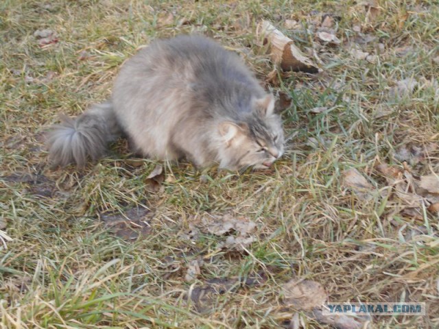 Жизнь домашнего приюта для котеек 99