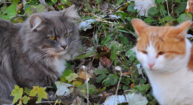 Коты из сети