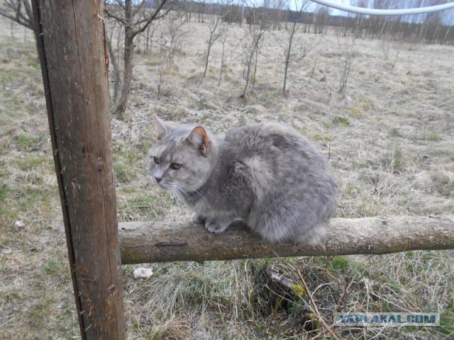 Жизнь домашнего приюта для котеек 158