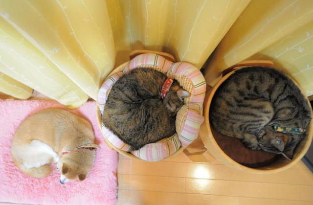 Коты и Кошки